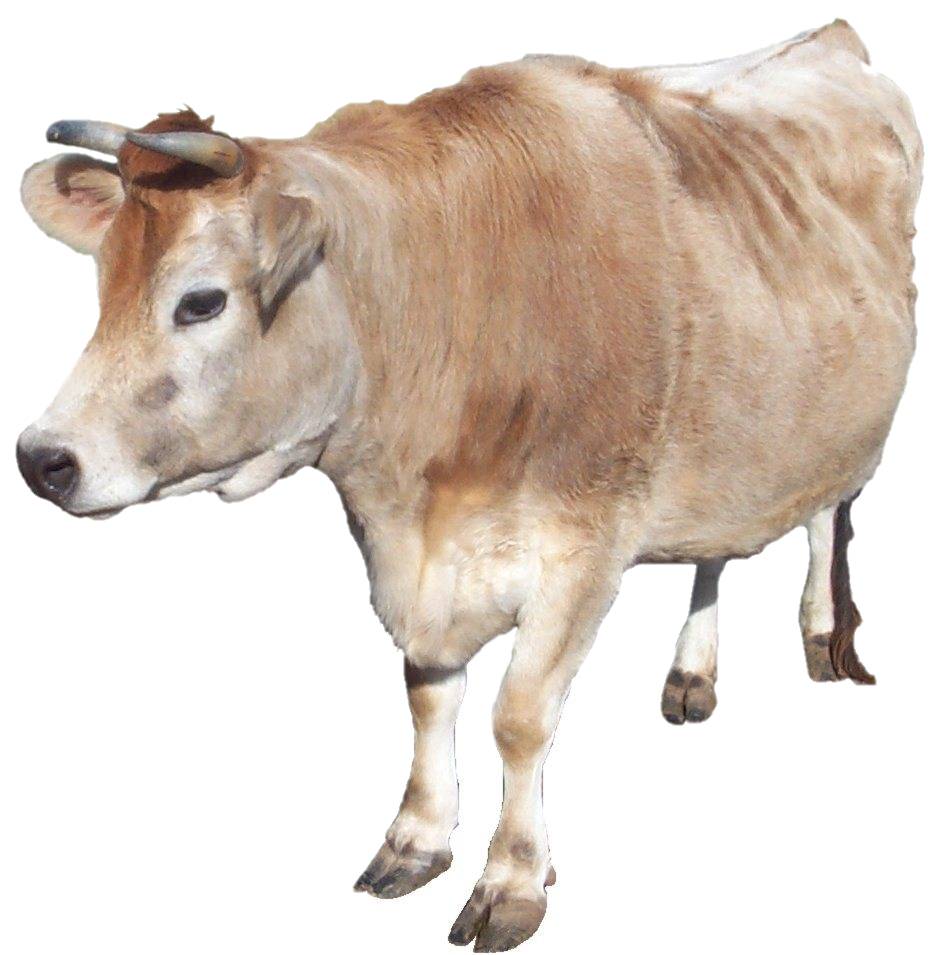 Cow3.jpg